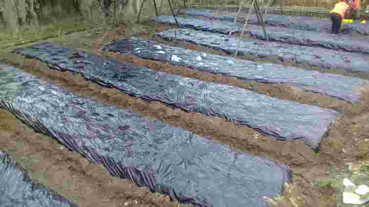 Синоптики прогнозують перші заморозки: як захистити город простими методами