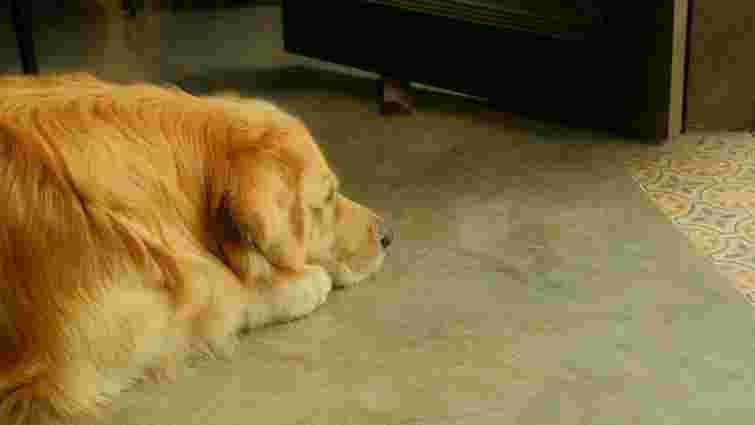 Собаки знають, що зробили щось не так: якими жестами вони просять вибачення