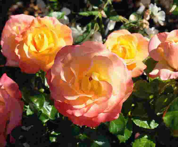 Без цього ваші троянди не зацвітуть наступного року: чим треба підживити кущі восени