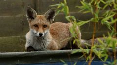 «Вони не приходять в місто, вони тут живуть»
