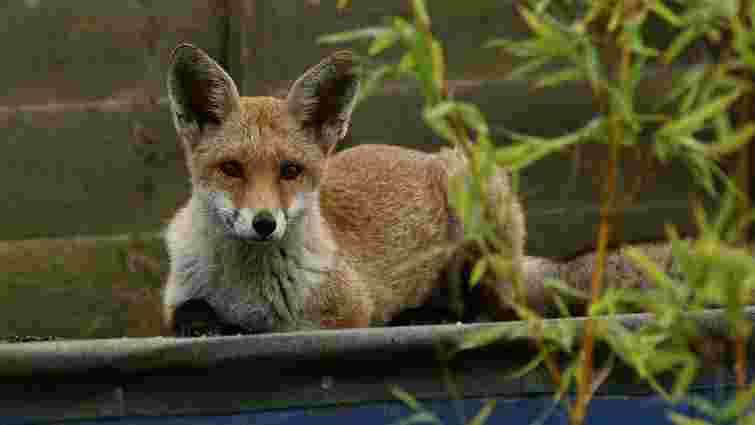 «Вони не приходять в місто, вони тут живуть»