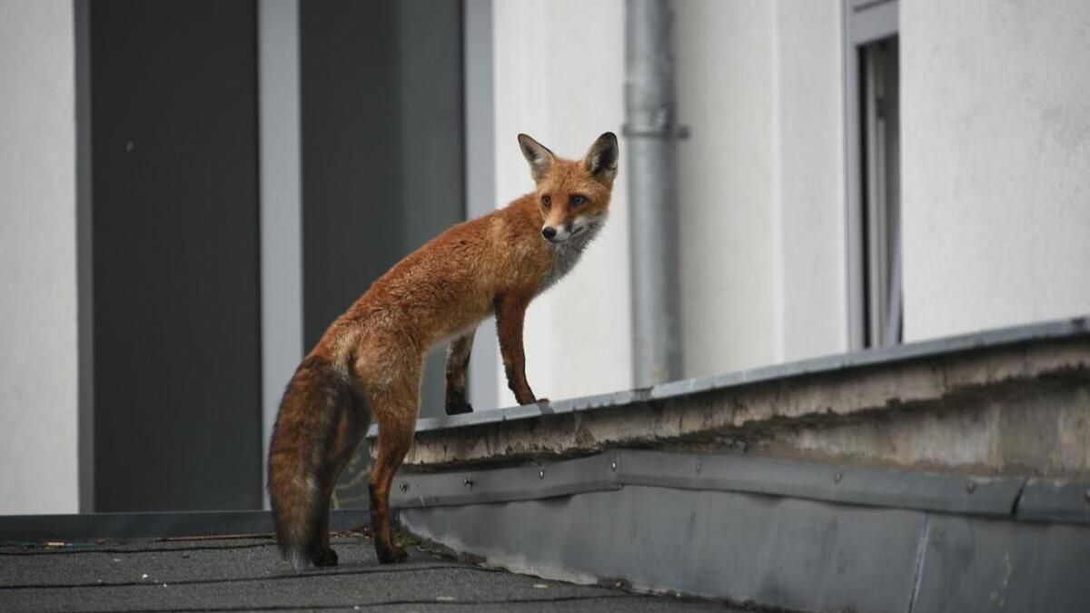Лисиця у Відні (фото stadtwildtiere.at)