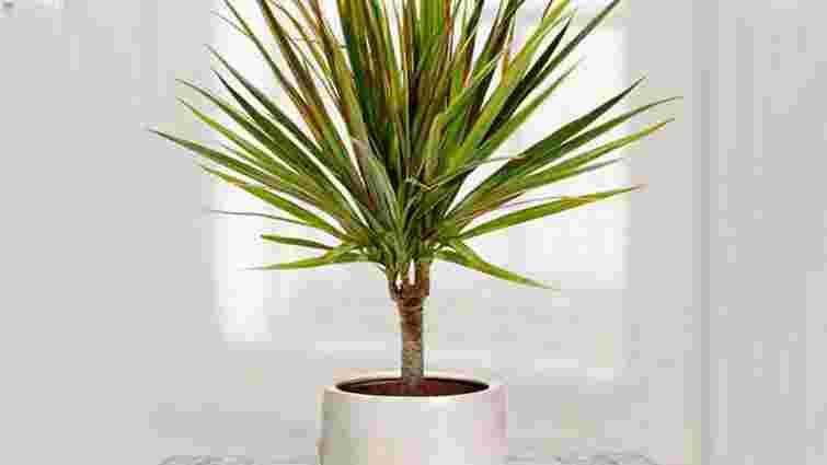 Драцена вʼяне і втрачає листя: що ви зробили не так і як врятувати рослину