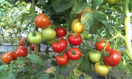 Встигнуть вирости до Нового року: які два сорти помідорів треба посадити просто зараз