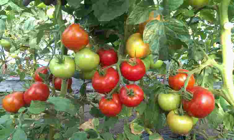 Встигнуть вирости до Нового року: які два сорти помідорів треба посадити просто зараз