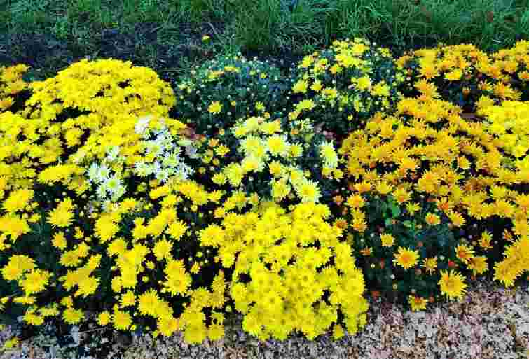 Не всі хризантеми можуть пережити зиму: як зберігати кущі після викопування
