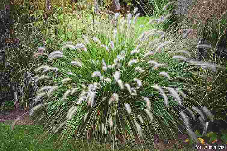 Швидко розростаються і виходять з-під контролю: 6 рослин, які не треба вашому саду