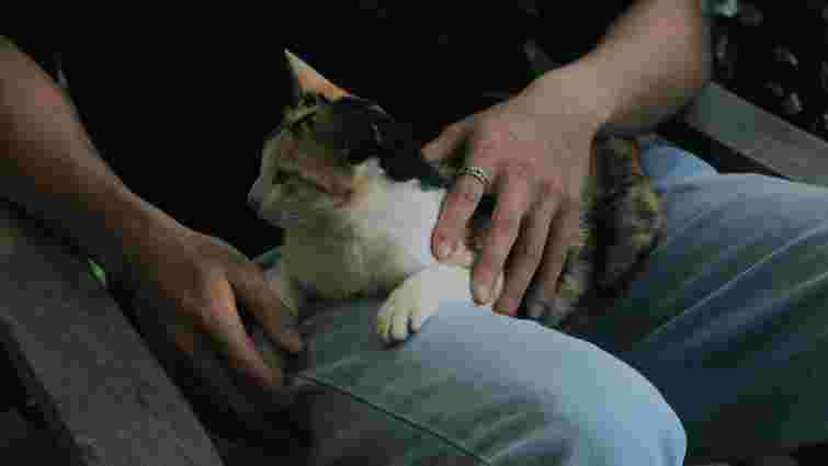 Розлюбив вас, образився чи захворів: чому кіт раптом перестав сидіти у вас на руках