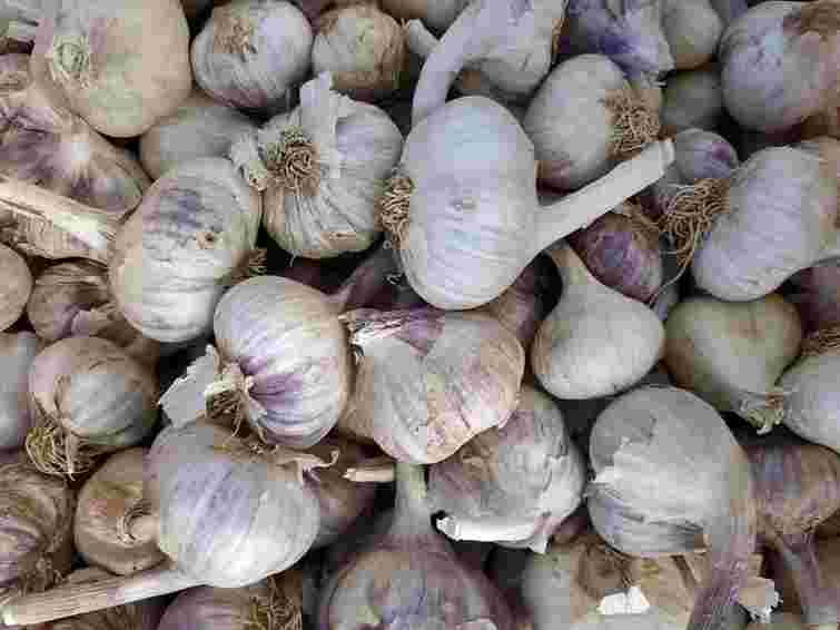 Стійкі до морозів і хвороб: які сорти озимого часнику найкраще обрати для вдалого врожаю