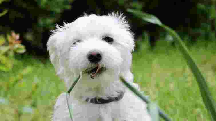 Від пуделів до шнауцерів: 7 гіпоалергенних порід собак, які ви захочете завести