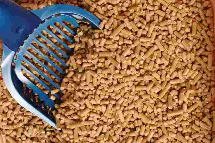 Цей лайфхак вас точно вразить: як котячий наповнювач врятує ваш сад