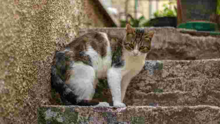 У них є на це поважна причина: чому коти бояться огірків