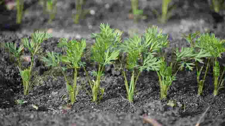 Не помиліться з часом: як і коли правильно садити моркву восени 2025 року