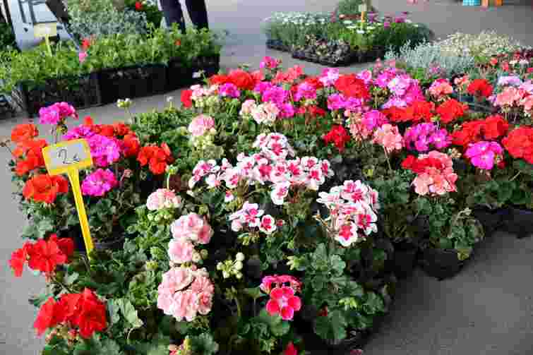 Зробити ділянку яскравою можна навіть у жовтні: топ-5 квітів для осінніх горщиків