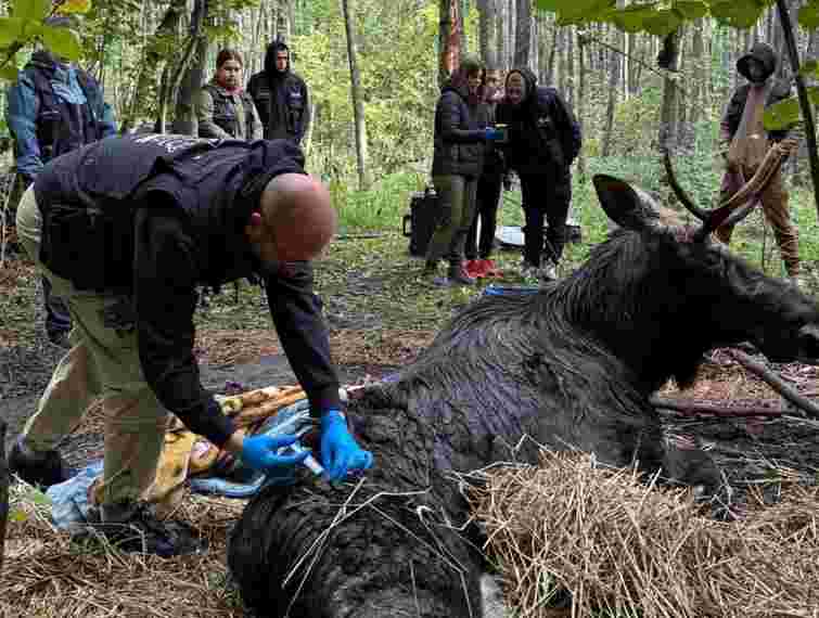 Зооволонтери врятували лося, який на кілька днів застряг у болоті на Рівненщині