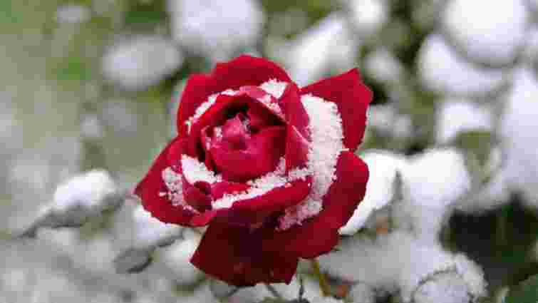 Наступного року знову пишно зацвітуть: які рослини в саду обовʼязково треба укрити на зиму