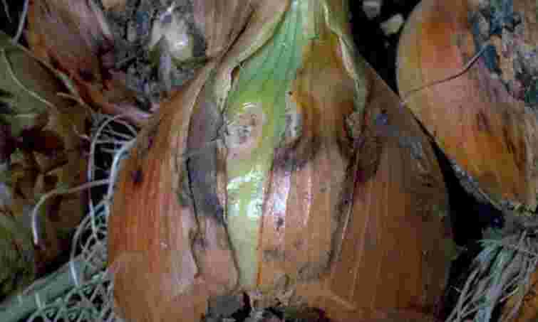 Захистіть город вже восени: як боротися з цибулевою мухою натуральними засобами