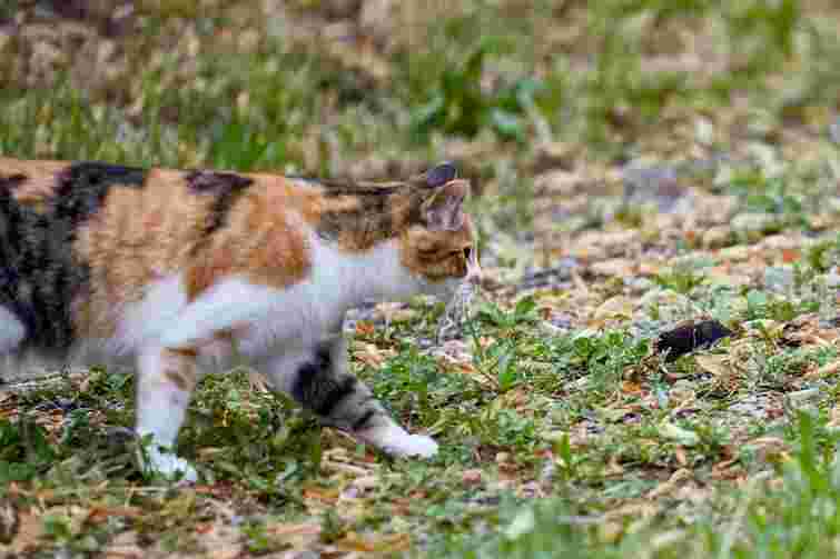 Це не просто їжа: чому коти полюють на мишей