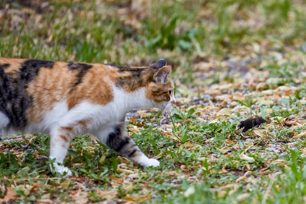 Це не просто їжа: чому коти полюють на мишей