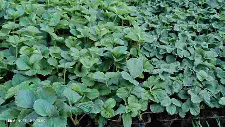 Як правильно висаджувати полуницю восени: детальний гайд жовтневої посадки