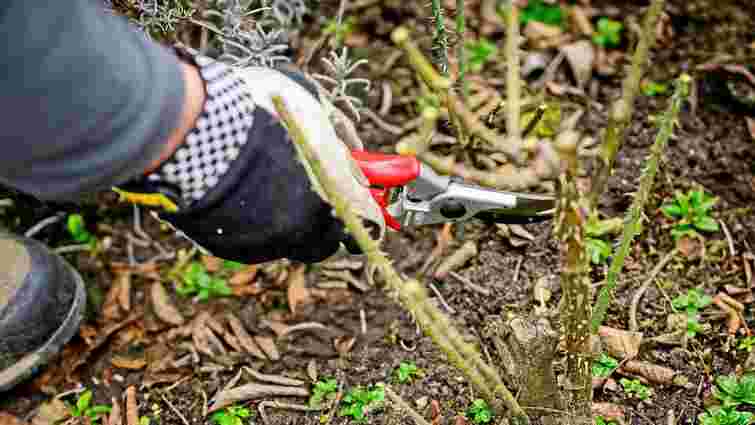 Навесні не зацвітуть взагалі: які чотири рослини не можна обрізати восени в жодному разі