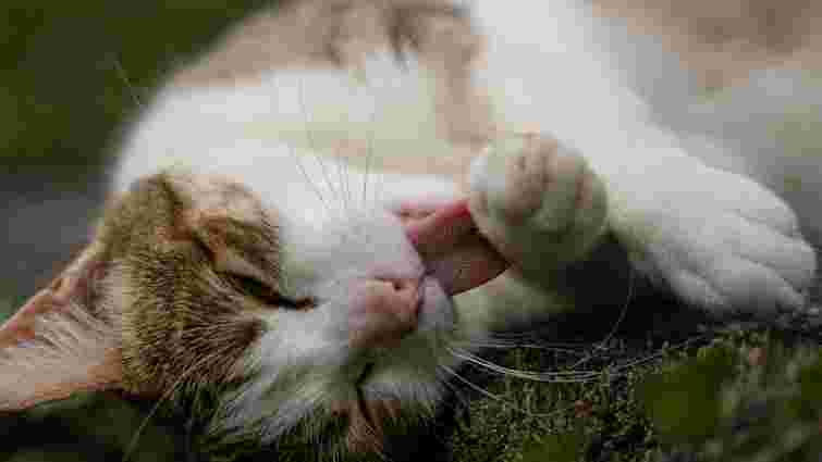 Це не завжди норма: чому коти люблять вилизувати себе і коли слід звертатися до ветеринара