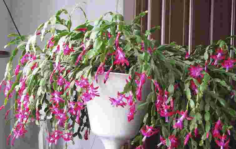 Різдвяник-шлюмбергера зацвіте якраз на свята: секрети вирощування і догляду