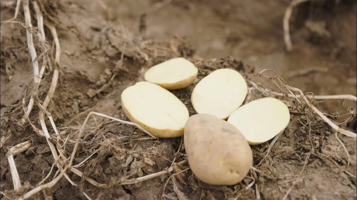 Картоплю можна посадити і восени: поради для успішного пізнього врожаю