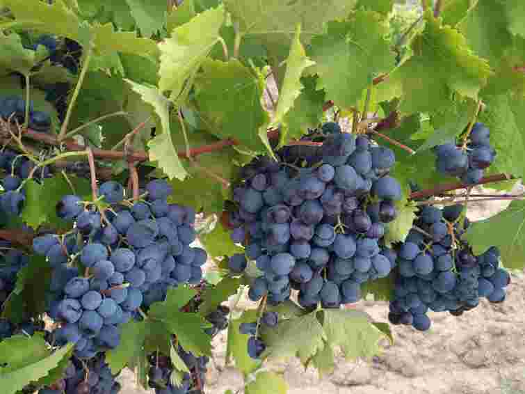 Забудьте про укриття: три суперстійкі сорти винограду, які легко перезимують