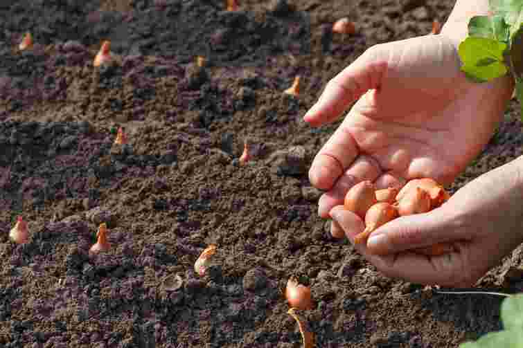 Оберіть найвдаліший день: коли саме слід садити озиму цибулю в жовтні 2025 року