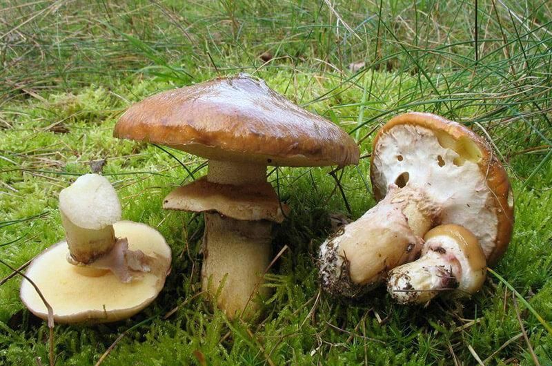 Фото «В лісі»