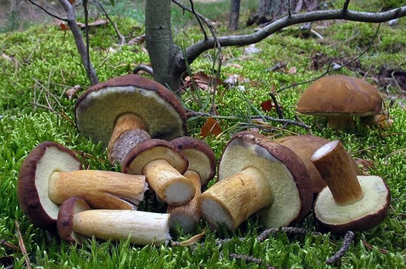 Фото «В лісі»