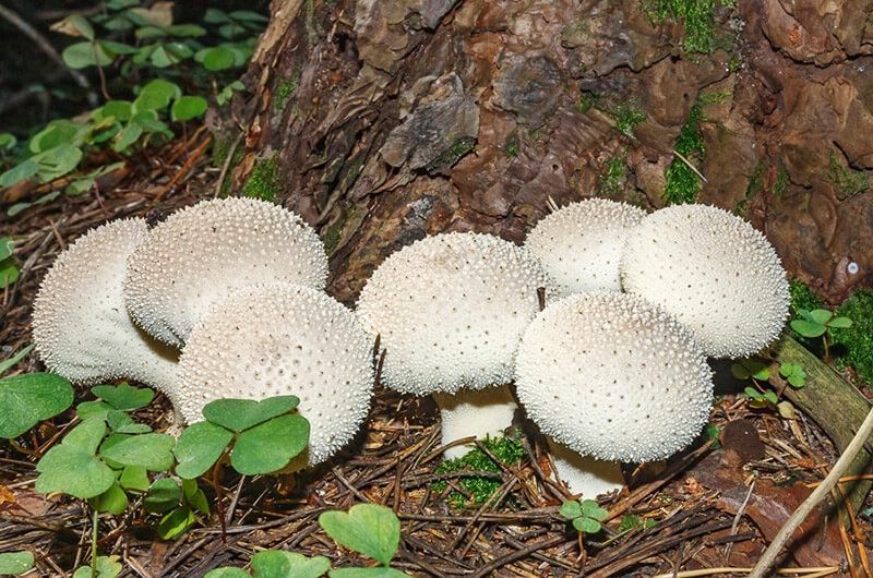 Фото «В лісі»