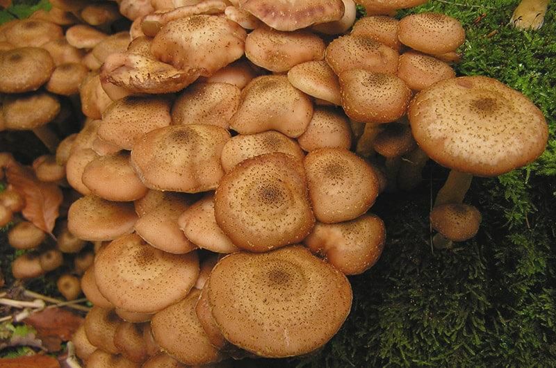 Фото «В лісі»