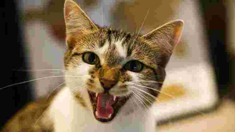 Дражняться, стурбовані чи хворі: чому коти так люблять нявкати вночі