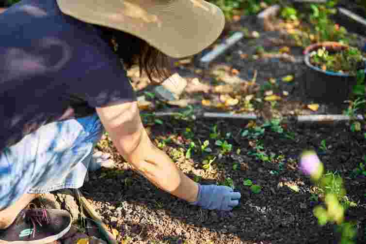 Не поспішайте сапати і знищувати: які бурʼяни допоможуть вашому саду процвітати
