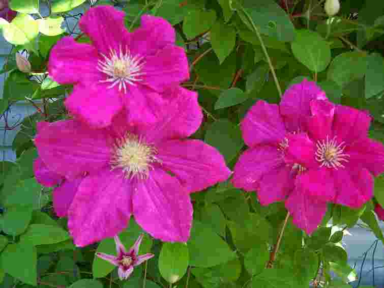 Покроковий план для максимально квітучого сезону: як доглядати клематиси восени