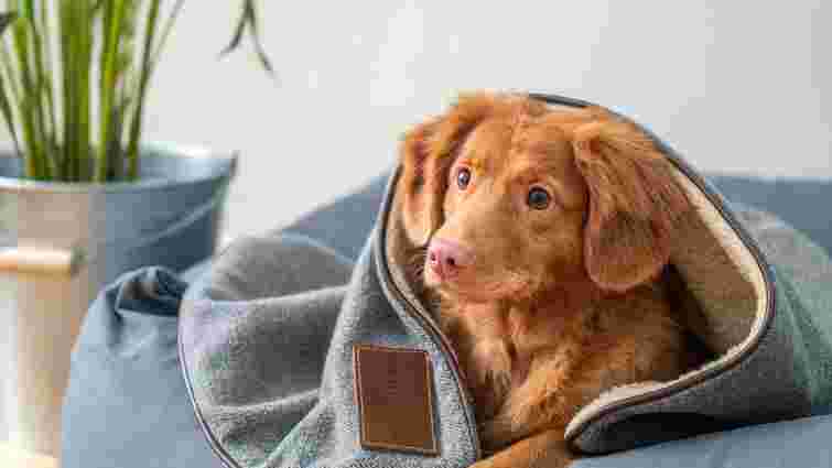 Жодних неприємних запахів: як правильно випрати рушники та ковдри для собак