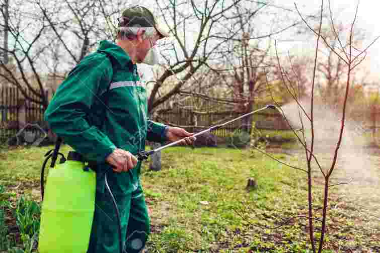 Важливо не переборщити: як і коли треба обприскувати дерева залізним купоросом