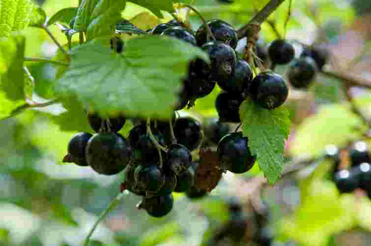 Смородина даватиме на 40% більше ягід: що треба зробити з кущами восени