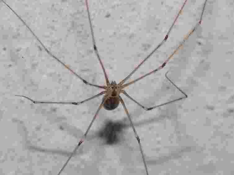 Безпечні, але лякають: як позбутися павуків у домі без хімії