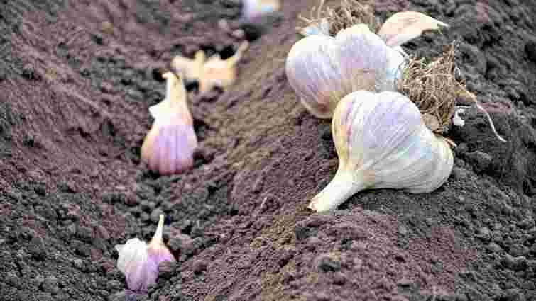 Пляшка замість лопати: як швидко посадити під зиму часник без зайвих зусиль