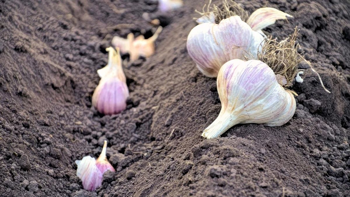 Пляшка замість лопати: як швидко посадити під зиму часник без зайвих зусиль