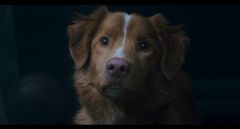 «Хатіко» для фанів горору