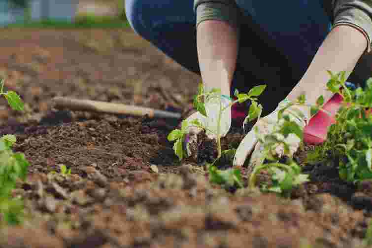 Осінній догляд за садом: чому варто розділити багаторічники саме зараз