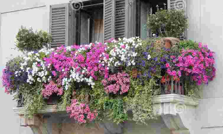 Вони не витримають холоду: які рослини варто терміново забрати з балкона