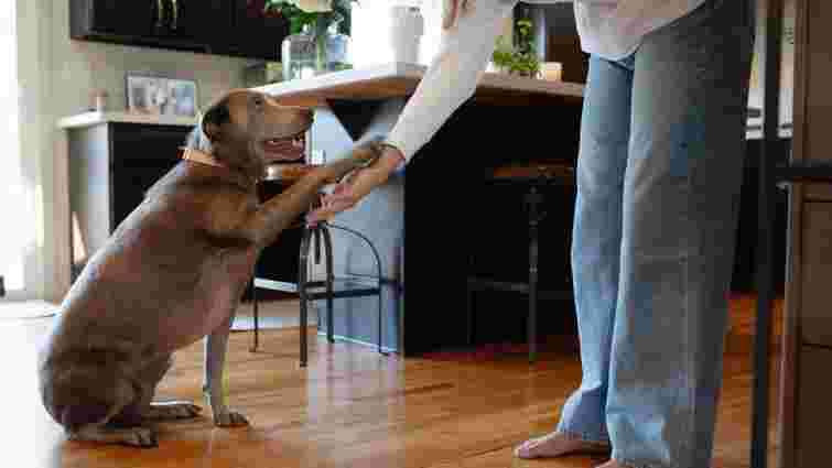 Це не випадково: чому собака дає вам лапу без команди