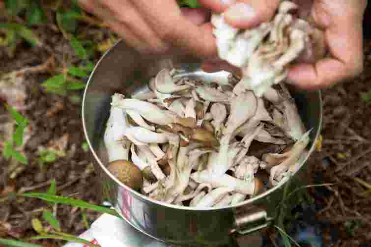Не треба дорогих препаратів: як настій з грибів допоможе вашим кімнатним рослинам