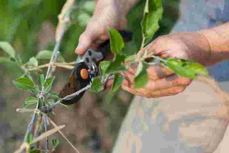 Не проґавте восени: що треба обовʼязково зробити з яблунями після збору врожаю