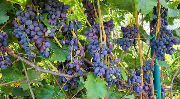 Простий у догляді, але щедрий на врожай: цей сорт винограду підкорив садівників